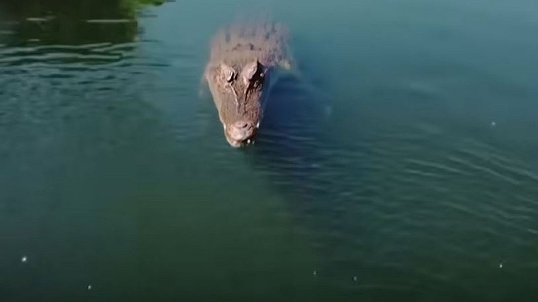 Krokodil im Wasser - Foto: YouTube / South China Morning Post