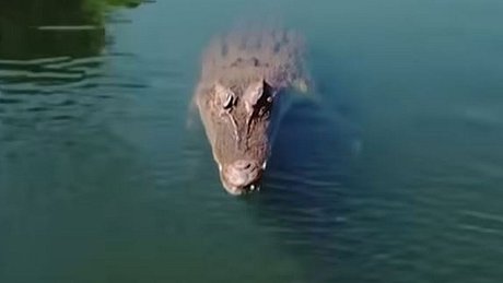 Krokodil im Wasser - Foto: YouTube/South China Morning Post