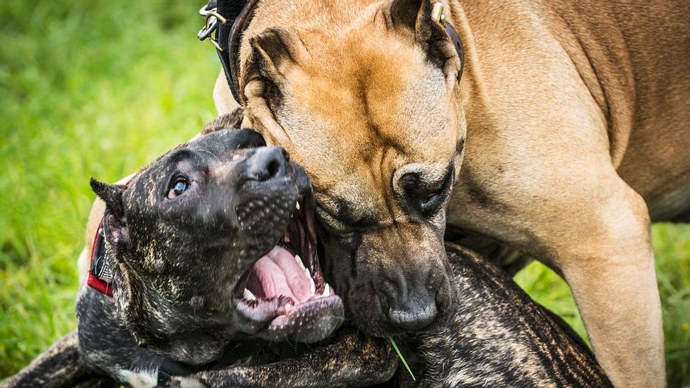 Die gefährlichsten Hunderassen der Welt - Foto: iStock / Zoran Kolundzija