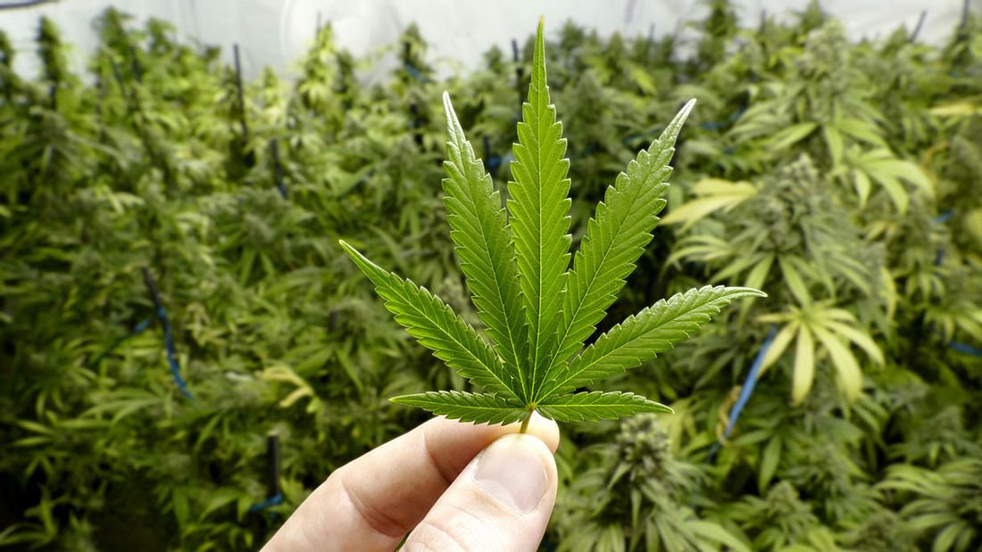 Cannabis-Tester in Kanada gesucht.