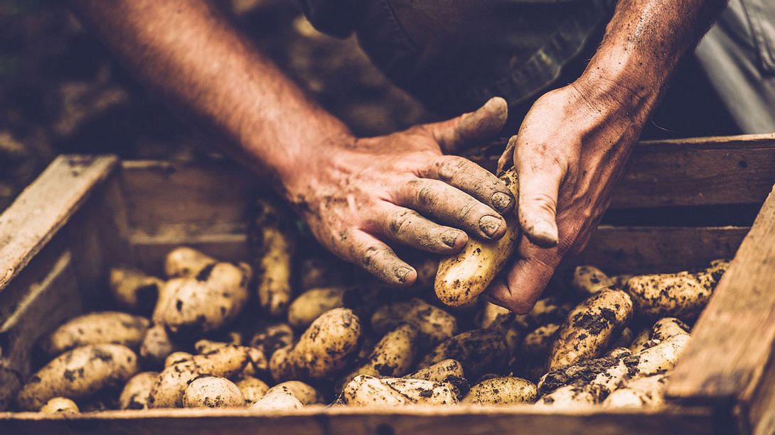Kartoffeln - Foto: iStock / CasarsaGuru