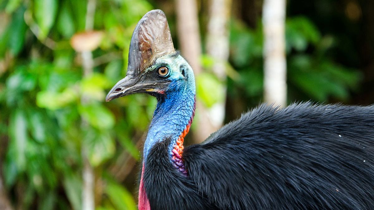 Kasuare, der tödlichste Vogel der Welt