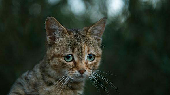 Katze - Foto: iStock / CiydemImages
