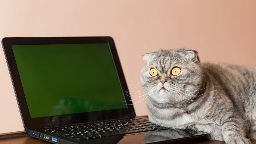 Katze am Laptop - Foto: iStock / SVPhilon