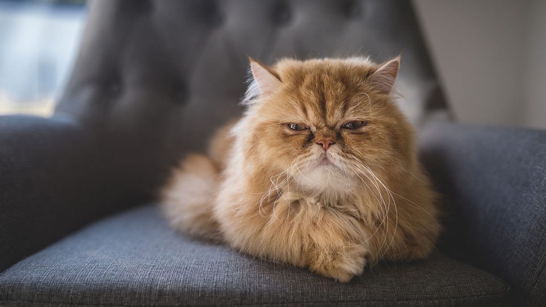 Diese Katze hat dunkle Geheimnisse Diese Katze hat dunkle Geheimnisse