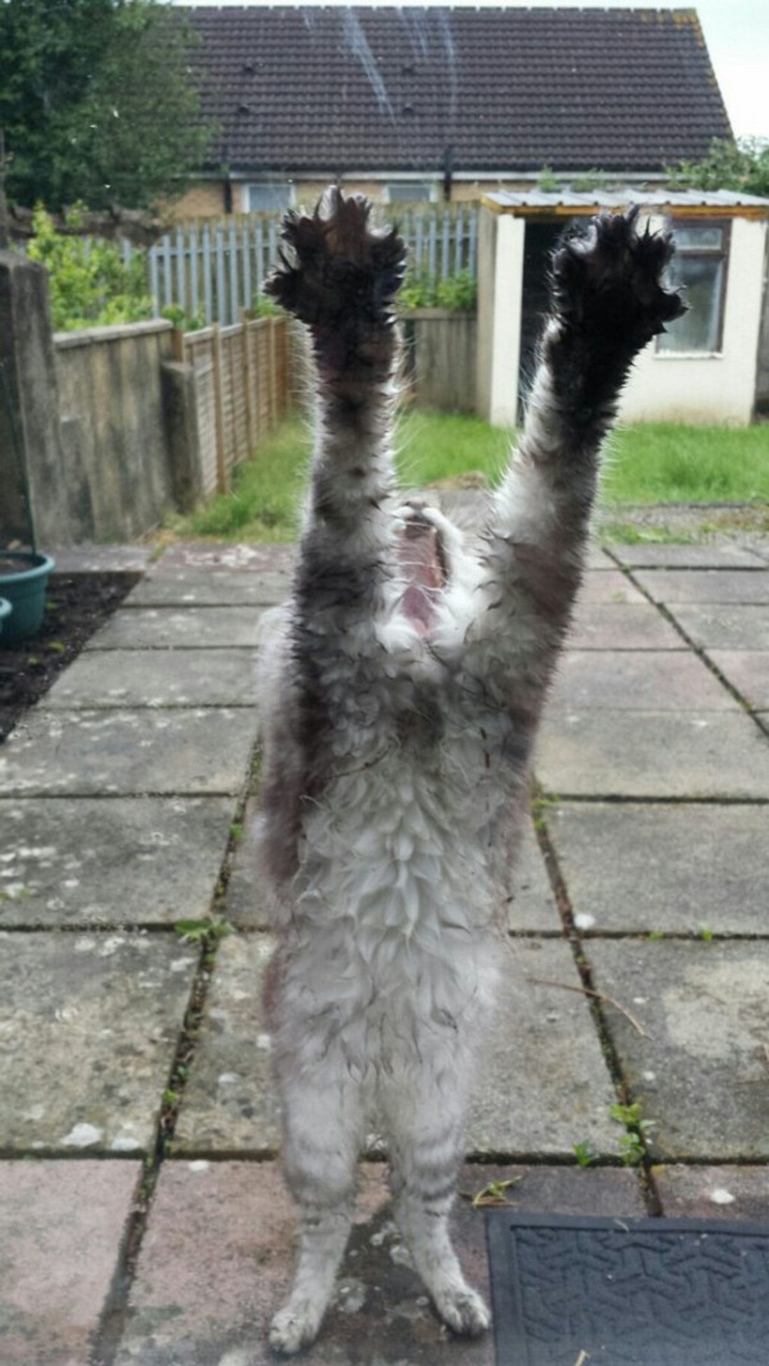 Eine ausgesperrte Katze