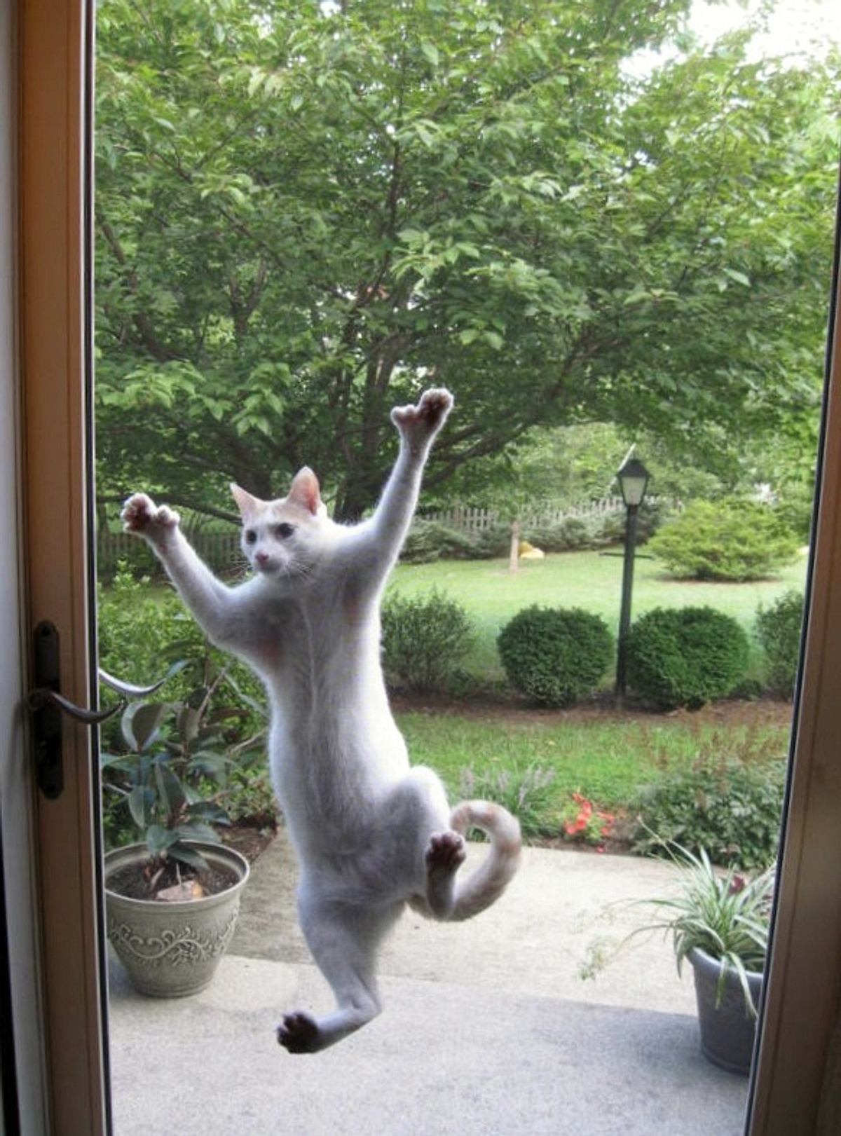 Eine ausgesperrte Katze klebt an einer Fensterscheibe