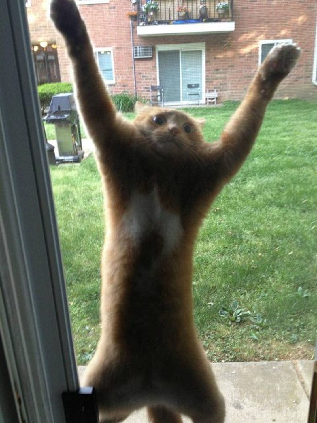 Eine orangefarbene Katze wurde ausgesperrt