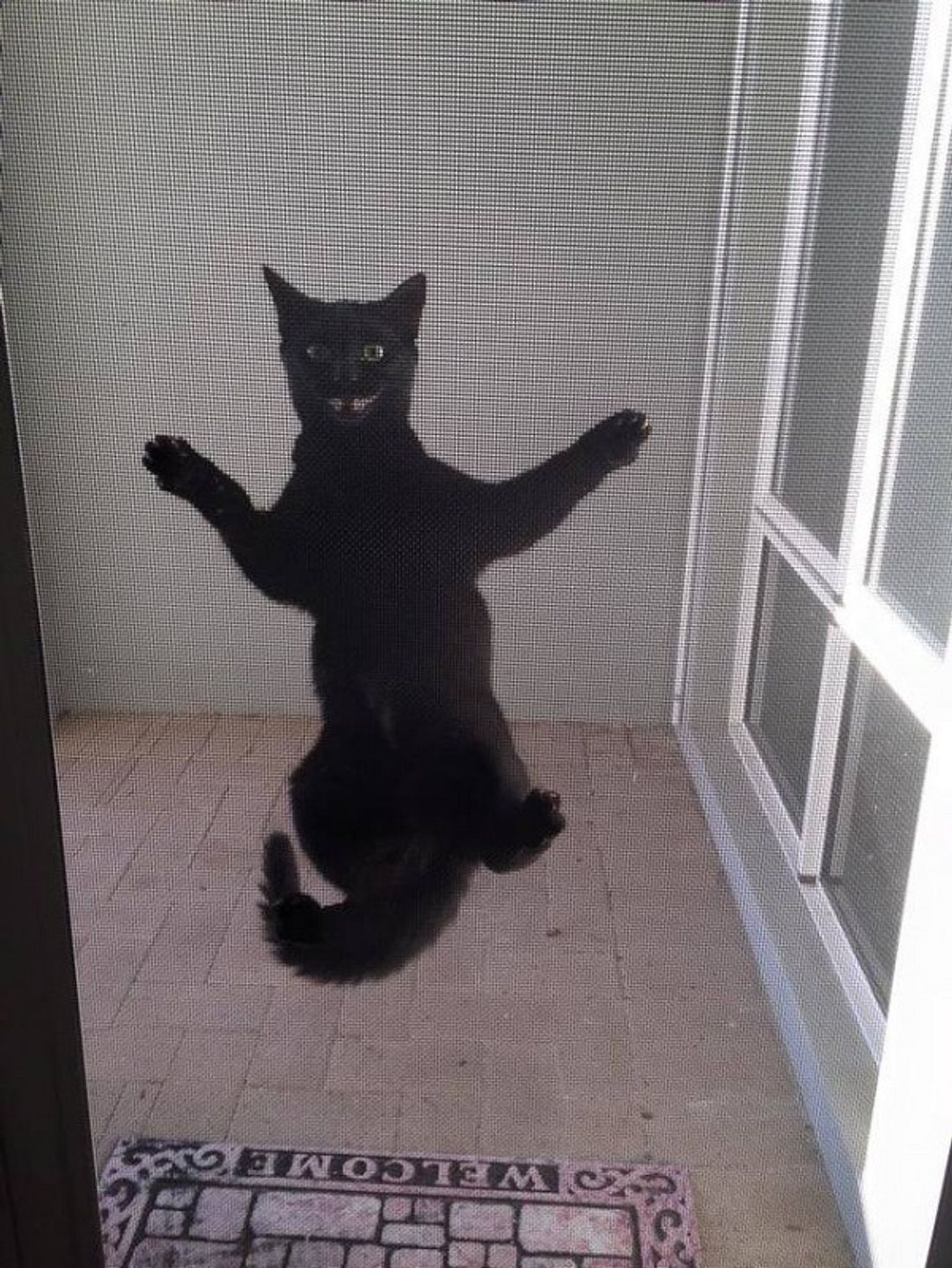 Eine schwarze Katze, die ausgesperrt wurde