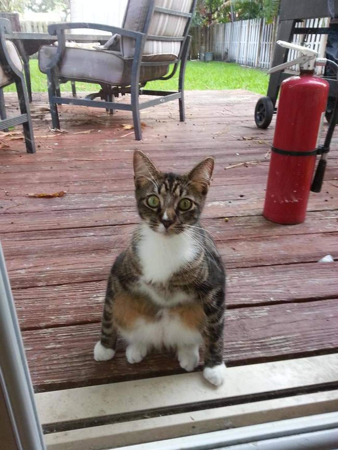 Eine ausgesperrte Katze wartet auf Einlass