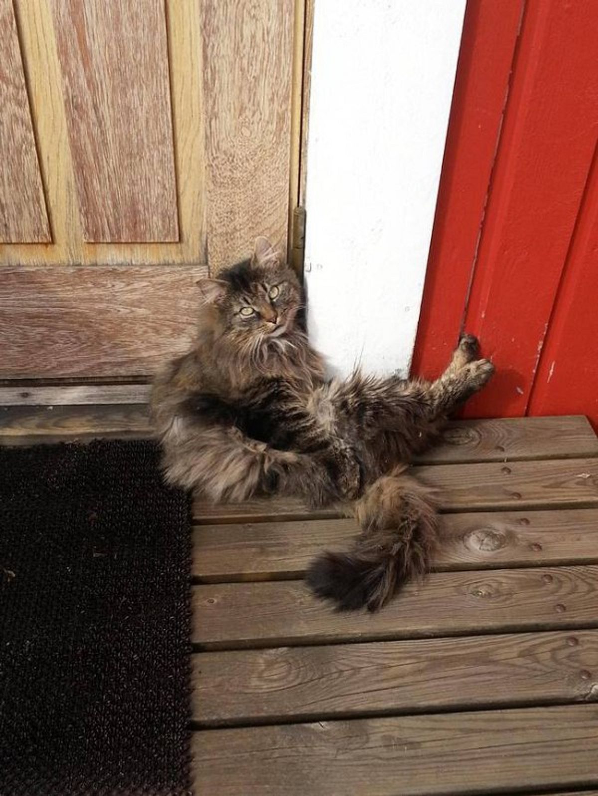 Eine sitzenden, ausgesperrte Katze auf einer Terasse