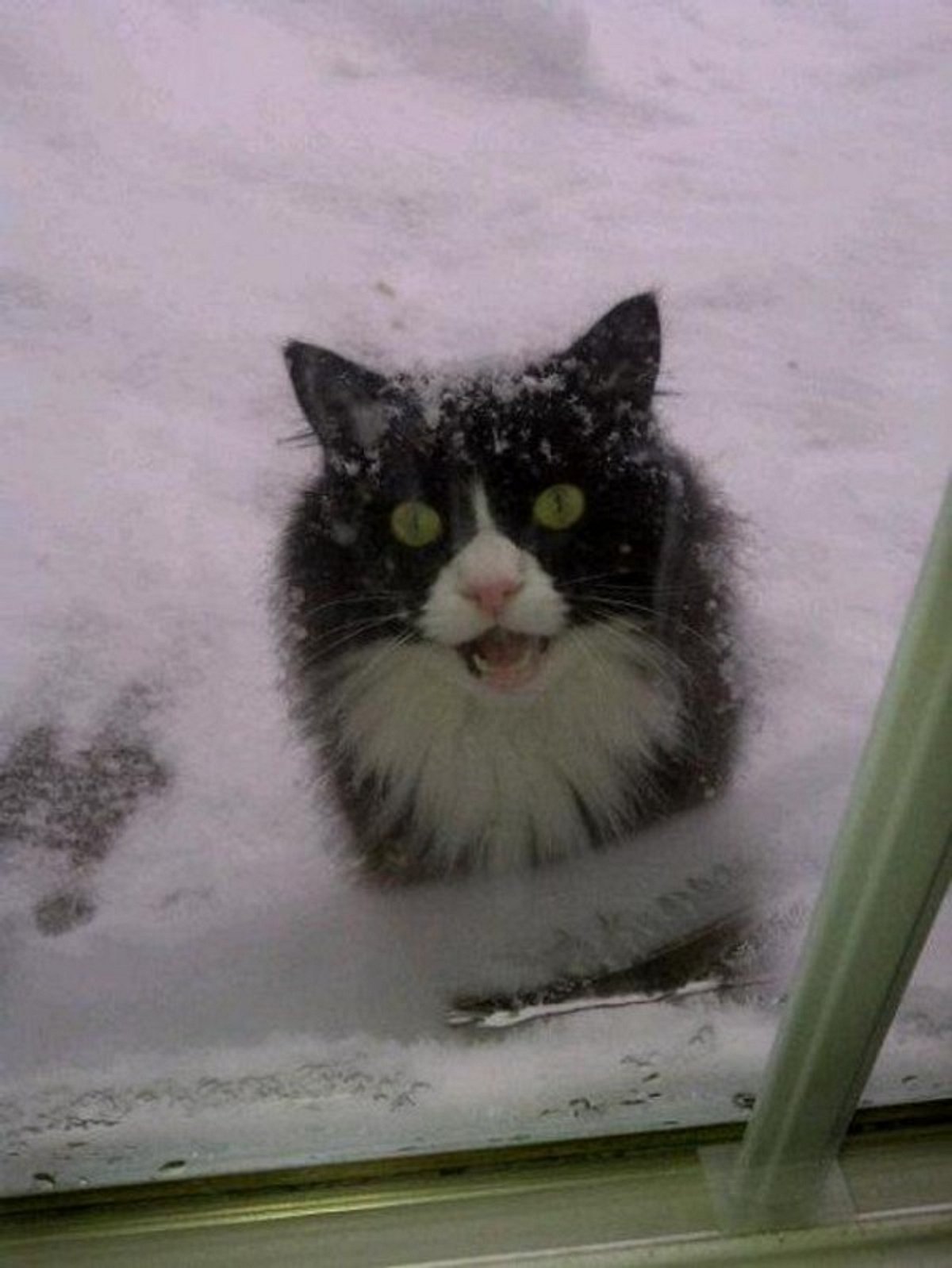 Eine ausgesperrte Katze im Schnee
