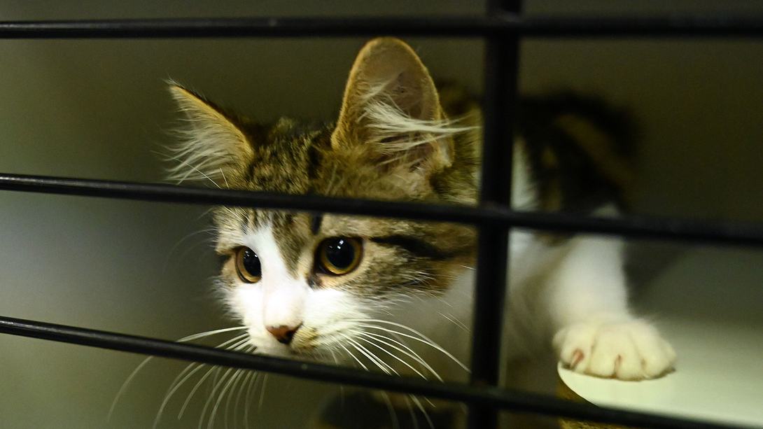 Katze in einem Käfig - Foto: Getty Images / Peter Parks