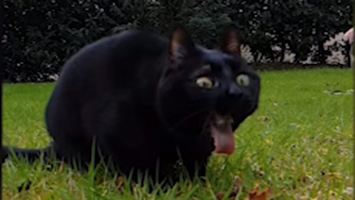 Katze kotzt - in Slow Motion