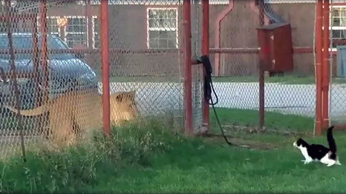 Eine Hauskatze attackiert einen Löwen