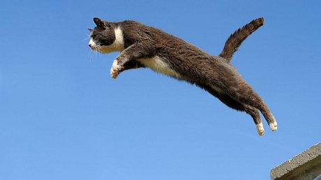 Katze im Sprung - Foto: iStock / technotr