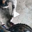Katze vs. Krebs - Foto: Instagram / fish.channel