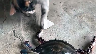 Katze vs. Krebs - Foto: Instagram / fish.channel