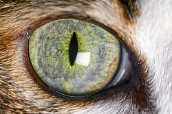 Cat eye - Foto: IMAGO / Panthermedia