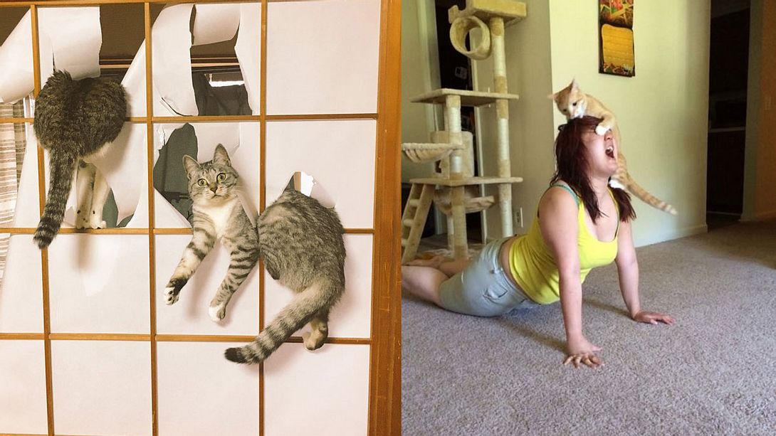 Katzen sind Arschlöcher - Foto: reddit