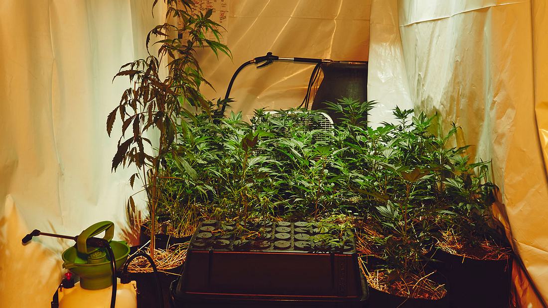 Für die Sisters of the Valley ist Cannabis Rausch- und Heilmittel zugleich. Kiffernonnen