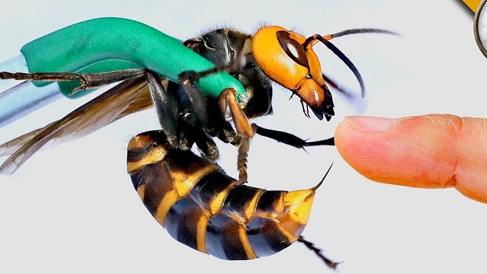 Wasp Sting Pussy