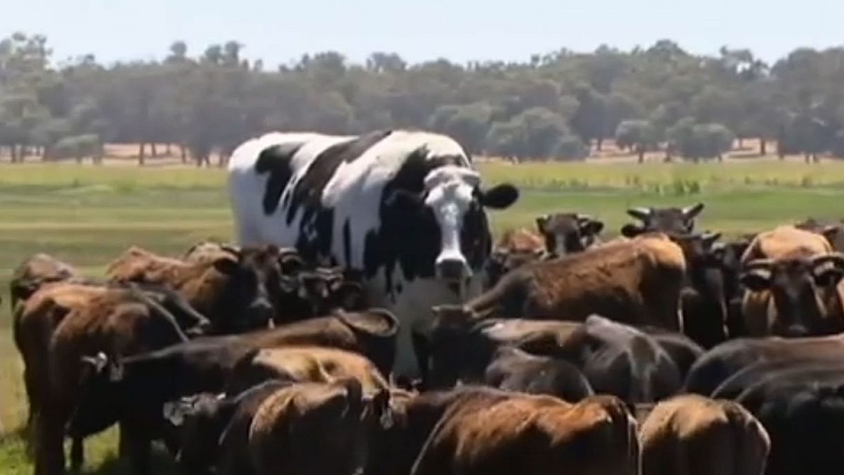 Knickers ist die größte Kuh der Welt.