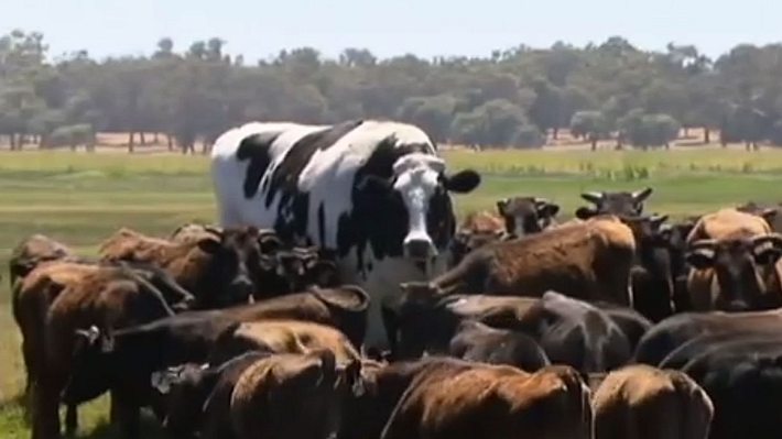 Knickers ist die größte Kuh der Welt. - Foto: YouTube/Guardian News