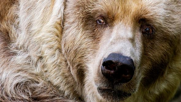 Der Kodiakbär ist der größte Bär der Welt - Foto: iStock / mccawleyphoto