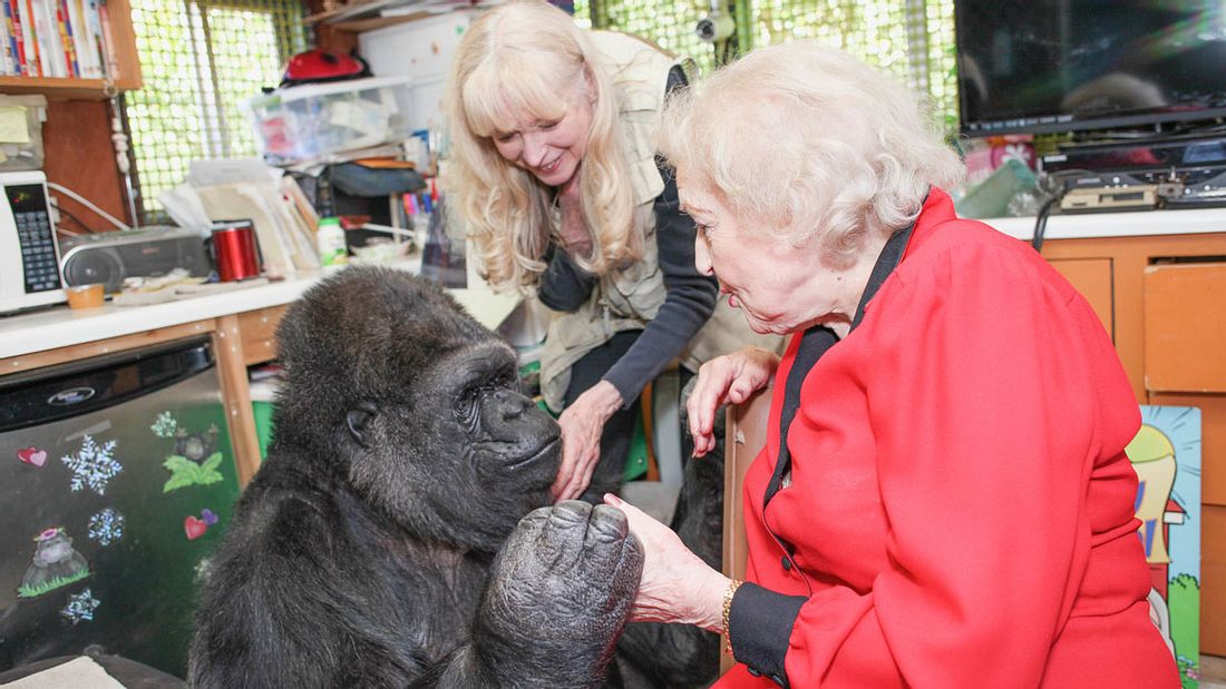 Schauspielerin Betty White mit Gorilla-Dame Koko