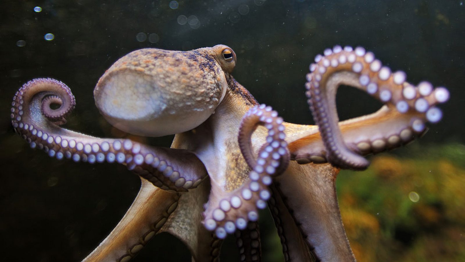 Oktopus Attackiert Frau Die Versucht Ihn Lebendig Zu Essen Mannersache