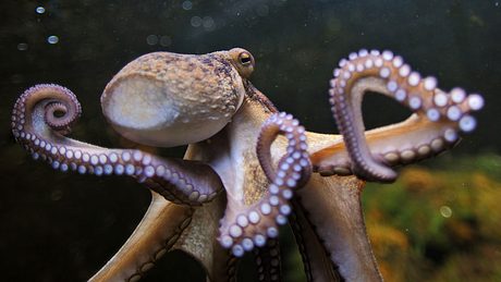 Kraken sind durchaus wehrhafte Gesellen - Foto: istock / Freder