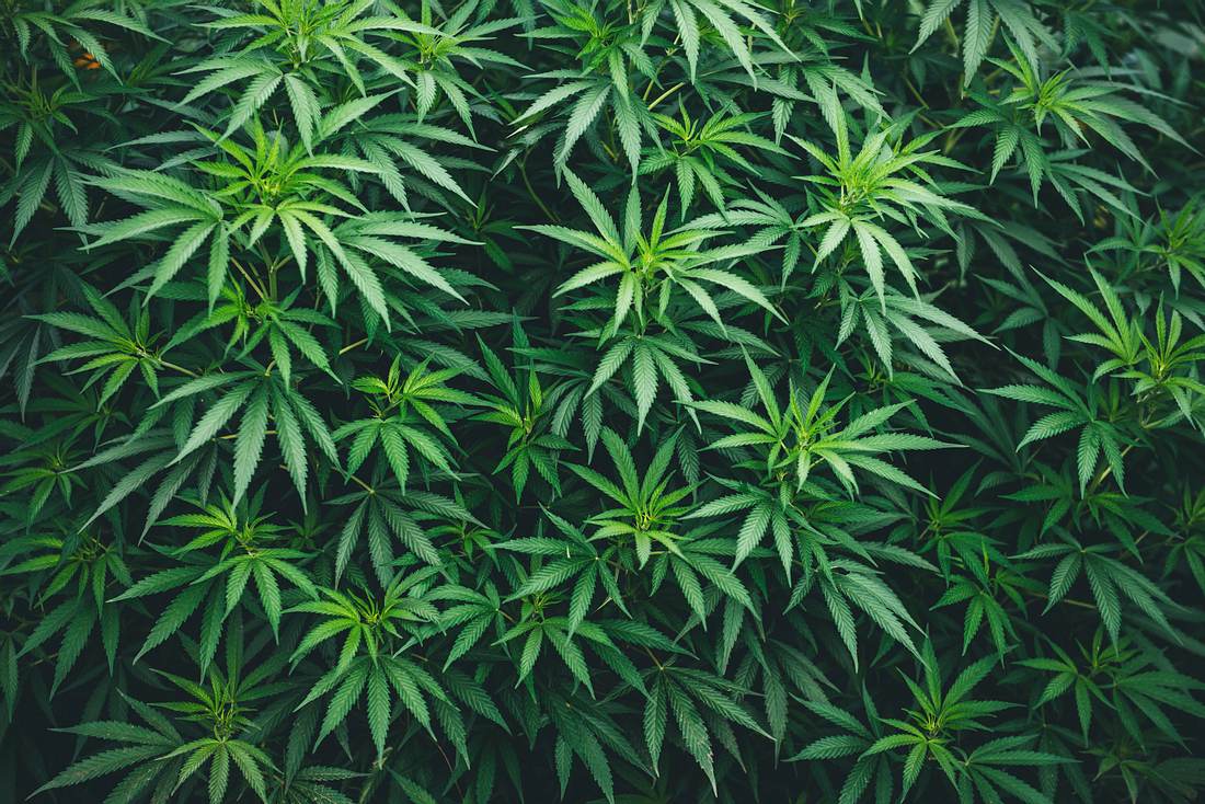 Krankenschwester schmuggelt 70 Kilo Cannabis Cannabis