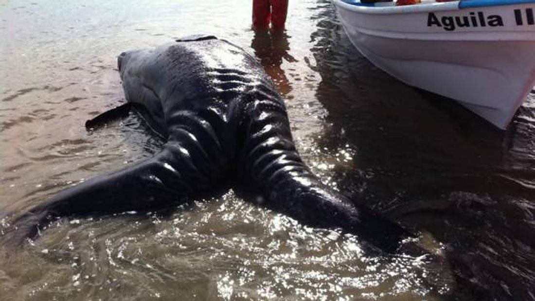 Eine mysteriöse Kreatur wurde an einen mexikanischen Strand gespült