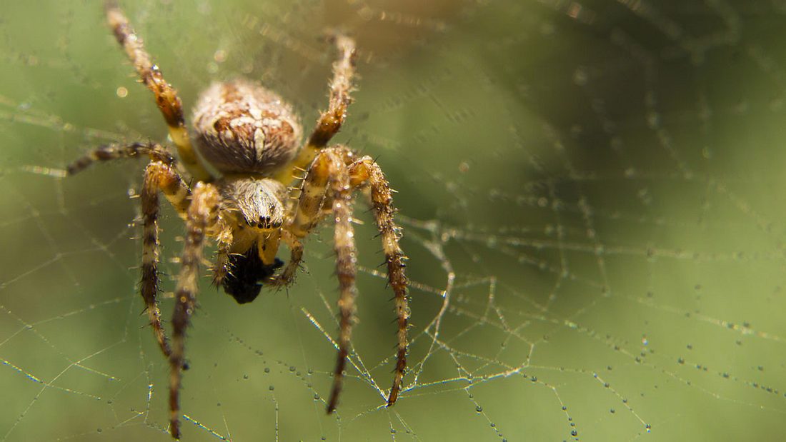 Kreuzspinne Kreuzspinne