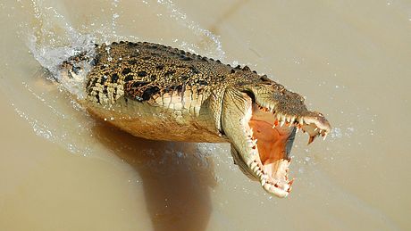 Krokodil springt aus dem Wasser und frisst Pastor - Foto: iStock / Byronsdad