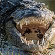 Krokodil - Foto: iStock / Carl Jani