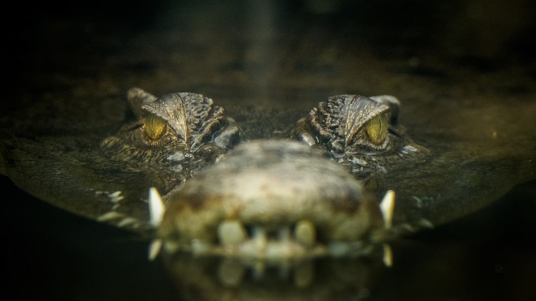 Krokodil auf der Lauer - Foto: iStock / KongSan