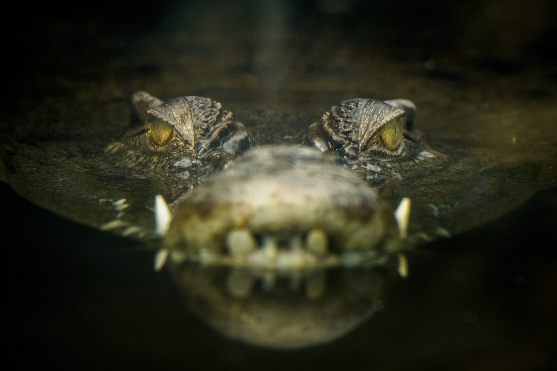 Krokodil auf der Lauer