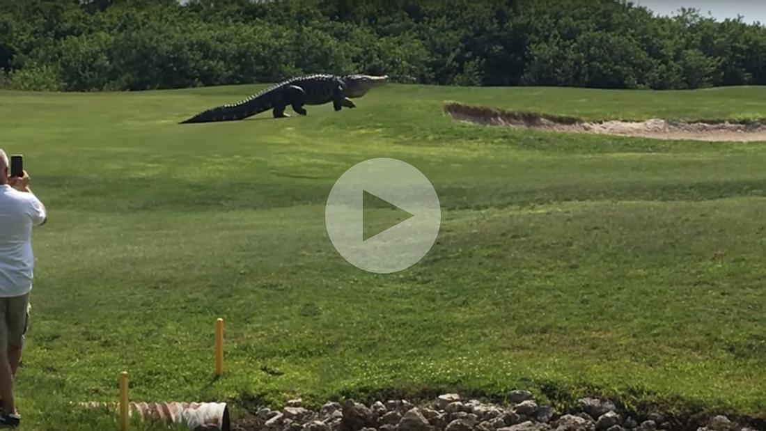 Monster-Krokodil: Dieses YouTube-Video zeigt, wie ein Riesen-Alligator über einen Golfplatz in Florida spaziert Dieser Riesen-Alligator spazierte über einen Golfplatz in Florida