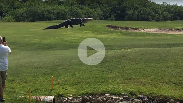 Dieser Riesen-Alligator spazierte über einen Golfplatz in Florida - Foto: YouTube/Golf.com