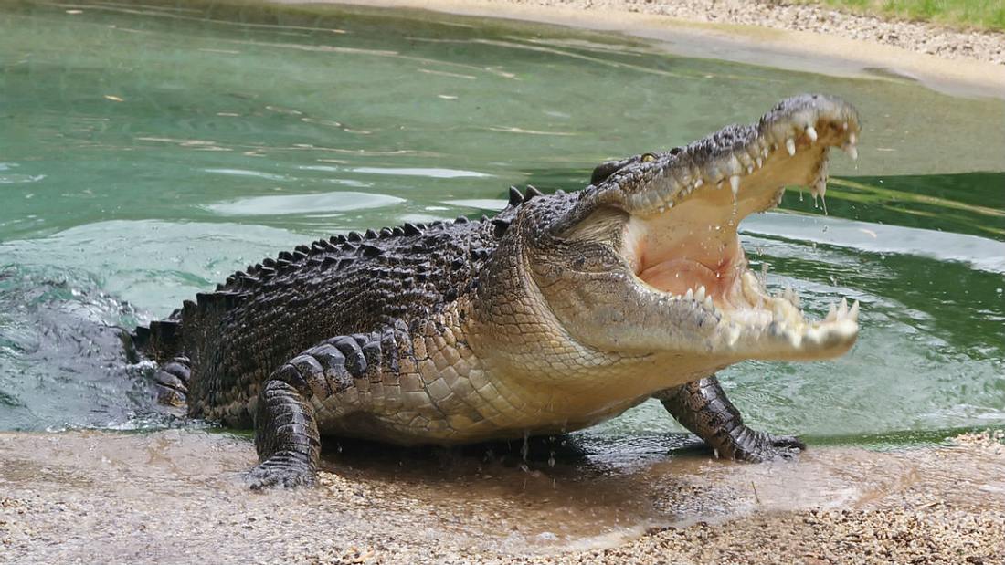 Diese Urlauberin filmt, wie sie von einem Krokodil attackiert wird Diese Urlauberin filmt, wie sie von einem Krokodil attackiert wird