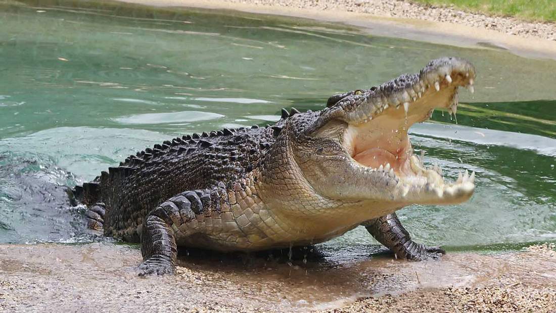 Die gefährlichen Reptilien werden auch lebende Fossilien genannt Die gefährlichen Reptilien werden auch lebende Fossilien genannt