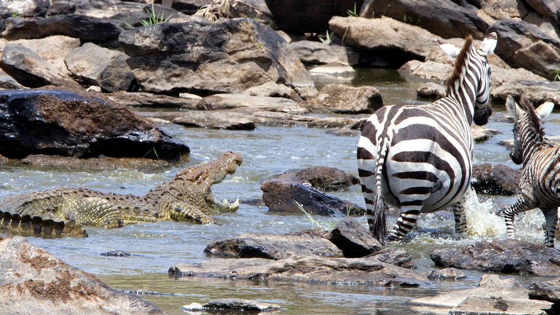 Krokodil und Zebra - Foto: iStock / Angelika