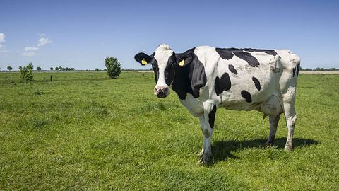 Die Kuh auf der Wiese - Foto: iStock / axel-ellerhorst