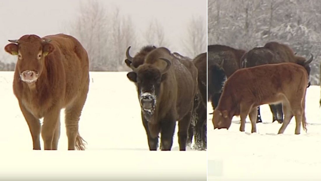 Kuh entflieht Farm – und lebt seitdem mit einer Herde Bisons 