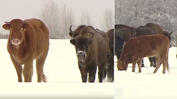 Kuh entflieht Farm – und lebt seitdem mit einer Herde Bisons  - Foto: YouTube / CBS News