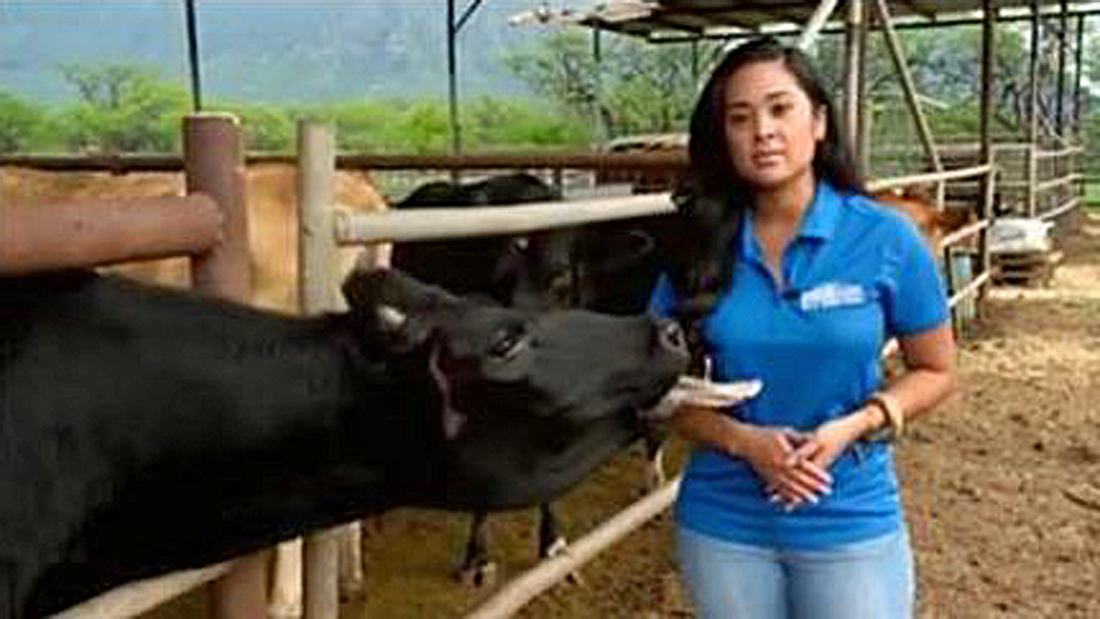 Fernseh-Reporterin Jobeth Devera wird während einer TV-Aufzeichnung von einer Kuh belästigt