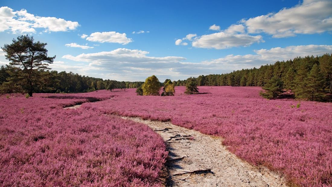 Die Lüneburger Heide. Kurzurlaub mit Kindern: Die 10 besten Reisetipps