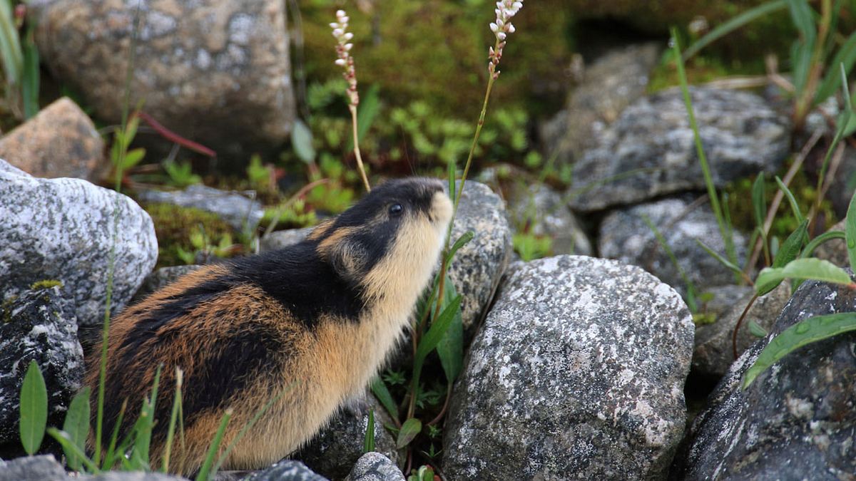 Lemming